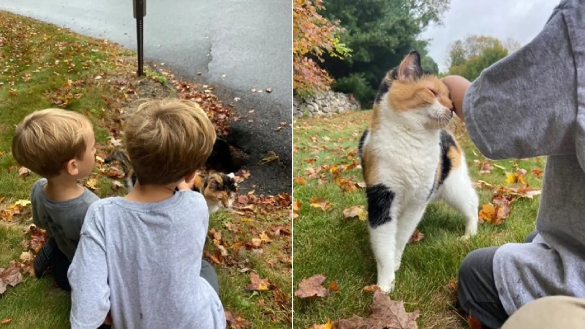 Illustration : "Une maman et ses 2 enfants découvrent une chatte séniore très amicale dans un conduit d'évacuation et lui offrent la vie qu'elle mérite"