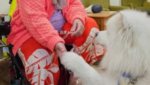 Illustration : "À chaque fois qu'il entre dans une pièce, ce chien thérapeutique répand sa bonne humeur"