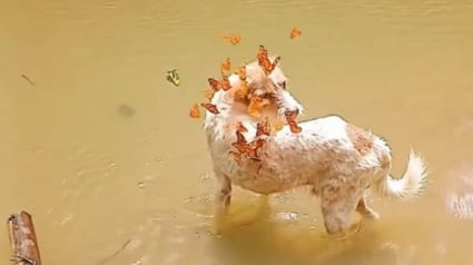 Illustration : Un chien en randonnée se fait des amis ailés inattendus qui le laissent perplexe (vidéo)