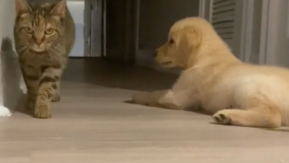 Illustration : "Les images attendrissantes montrant un chiot Golden Retriever qui tente de jouer avec son frère chat de 15 ans (vidéo)"