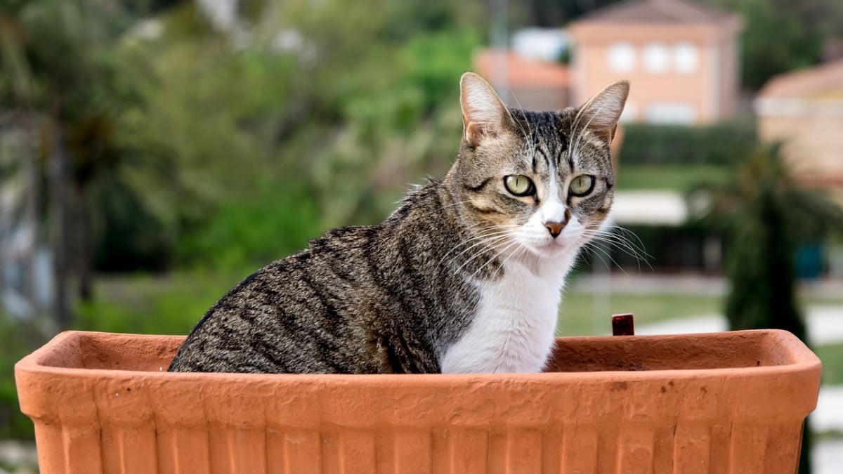 Illustration : "9 conseils pour empêcher votre chat de manger vos plantes d’intérieur"