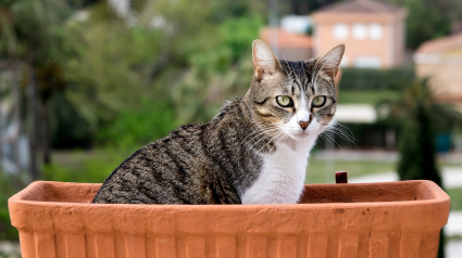 Illustration : 9 conseils pour empêcher votre chat de manger vos plantes d’intérieur