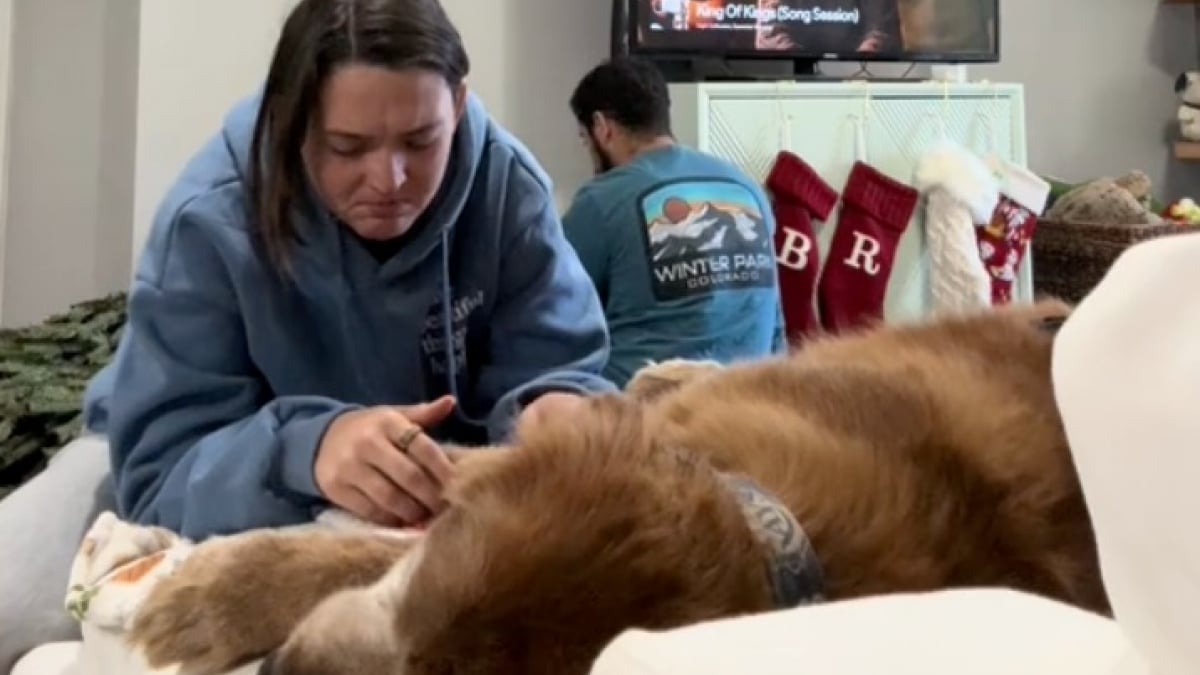 Illustration : "À l'heure où son Golden Retriever vit ses derniers instants, elle l’emmène profiter de la magie de l’ambiance des fêtes de fin d’année (vidéo)"