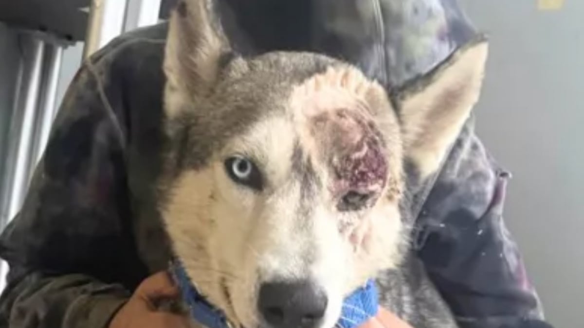 Illustration : "Accueilli au refuge avec une blessure grave à l’œil, ce Husky pour qui le pronostic vital était engagé découvre sa nouvelle vie (vidéo)"