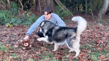 Illustration : Après un épisode traumatisant au refuge, un Husky explose de joie lorsqu’il rencontre une famille prête à lui offrir du temps et de l’attention (vidéo)