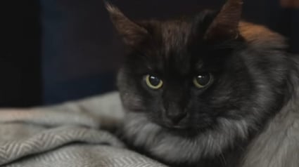 Illustration : L'évolution émouvante de l'attitude de ce chat sénior ayant trouvé une nouvelle famille après le deuil (vidéo)