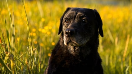 Illustration : Pendant des années, cette chienne a fouillé le même buisson dans un but précis qu’elle a fini par atteindre lors de sa dernière balade