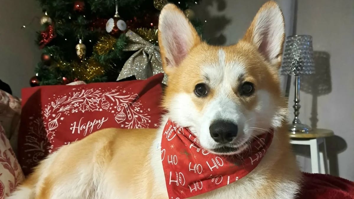 Illustration : "Pour les fêtes de fin d’année, faites resplendir votre chien grâce aux accessoires stylés de cette collection de Noël"