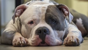 Illustration : Un American Bully affamé et obligé de dormir à même le sol a droit à une seconde chance après l'intervention des forces de l'ordre