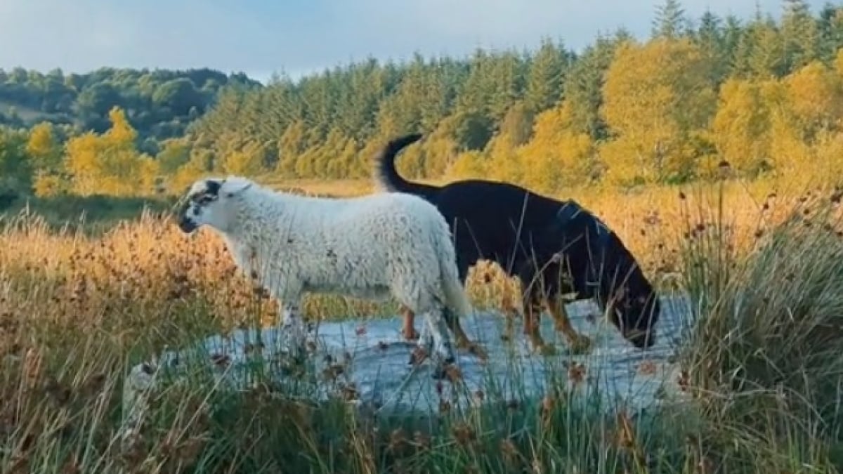 Illustration : "Élevé avec un Rottweiler, ce gentil mouton se comporte désormais comme un chien (vidéo)"