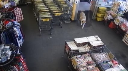 Illustration : Un chien s'échappe de sa maison et se balade tranquillement dans un magasin où il se fait des amis parmi les clients et le personnel 