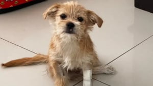 Illustration : Un couple sauve un chiot accidenté et lui fabrique un chariot avec les moyens du bord pour l'aider à prendre un nouveau départ