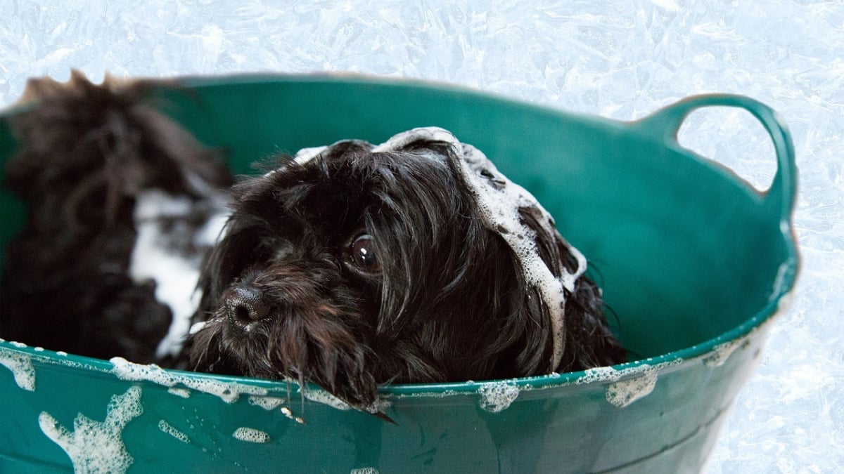 Illustration : "10 suggestions pour faire baisser le budget de toilettage de votre chien"