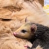 Illustration : Un chat se prend d'affection pour un bébé opossum qui voit en lui le papa de substitution parfait (vidéo)