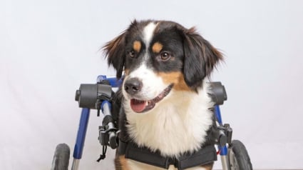 Illustration : Retrouvé abandonné dans une décharge gelée, ce chien paralysé peut à nouveau courir grâce à son propre fauteuil roulant (vidéo)