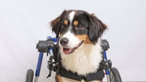 Illustration : "Retrouvé abandonné dans une décharge gelée, ce chien paralysé peut à nouveau courir grâce à son propre fauteuil roulant (vidéo)"