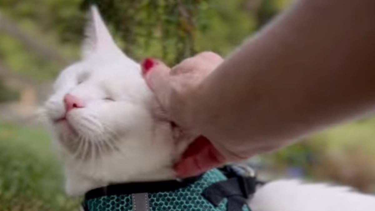 Illustration : "Ce chat aveugle joue un rôle de grand frère pour un chaton hébergé par ses propriétaires ayant perdu de vue ses frères et sœurs (vidéo)"