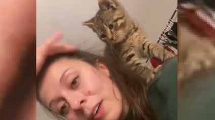 Illustration : Un chaton errant rejeté par sa mère et jouant dangereusement sur la route attire l'attention d'une jeune femme décidée à le sauver (vidéo)