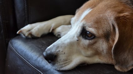 Illustration : L'acte courageux d'un passant sauve la vie d'un chien pris au piège dans une maison en feu