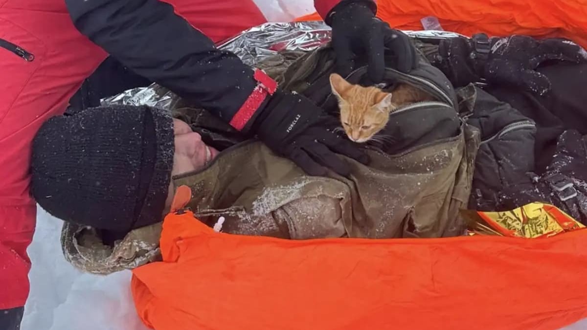 Illustration : "Un chat sauve la vie de son propriétaire tombé dans un ravin enneigé en fuyant la guerre et veille sur lui sur son lit d'hôpital"