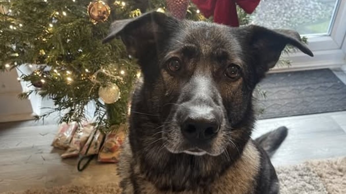 Illustration : "Un chien aux prises avec l'anxiété apprend à la surmonter et trouve sa famille de rêve pour Noël après 1000 jours d'attente"