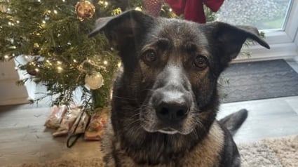 Illustration : Un chien aux prises avec l'anxiété apprend à la surmonter et trouve sa famille de rêve pour Noël après 1000 jours d'attente