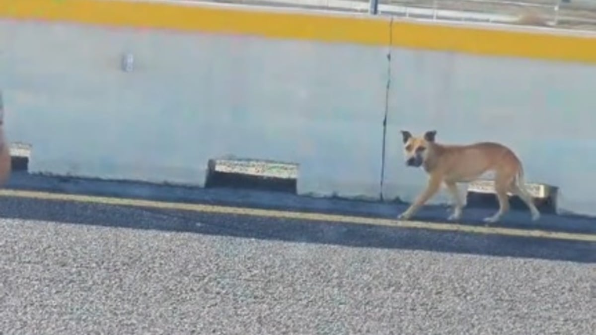 Illustration : "En acceptant les caresses d'un automobiliste inconnu, cette chienne marchant dangereusement sur une autoroute s'offre une chance de survivre (vidéo)"