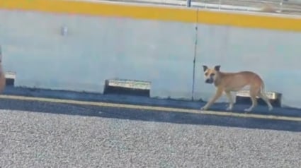 Illustration : En acceptant les caresses d'un automobiliste inconnu, cette chienne marchant dangereusement sur une autoroute s'offre une chance de survivre (vidéo)