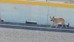 Illustration : En acceptant les caresses d'un automobiliste inconnu, cette chienne marchant dangereusement sur une autoroute s'offre une chance de survivre (vidéo)