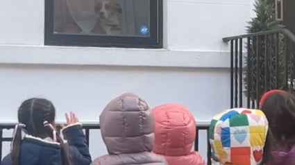 Illustration : Heureux de croiser un chien, des enfants s'accordent une pause pour le regarder et lui font signe de la main (vidéo)