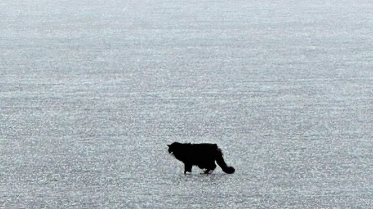 Illustration : "Un chat de 20 ans en hypothermie dans un lac gelé s’apprêtait à rendre son dernier souffle quand ses anges gardiens sont arrivés "