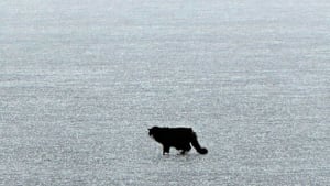 Illustration : Un chat de 20 ans en hypothermie dans un lac gelé s’apprêtait à rendre son dernier souffle quand ses anges gardiens sont arrivés 