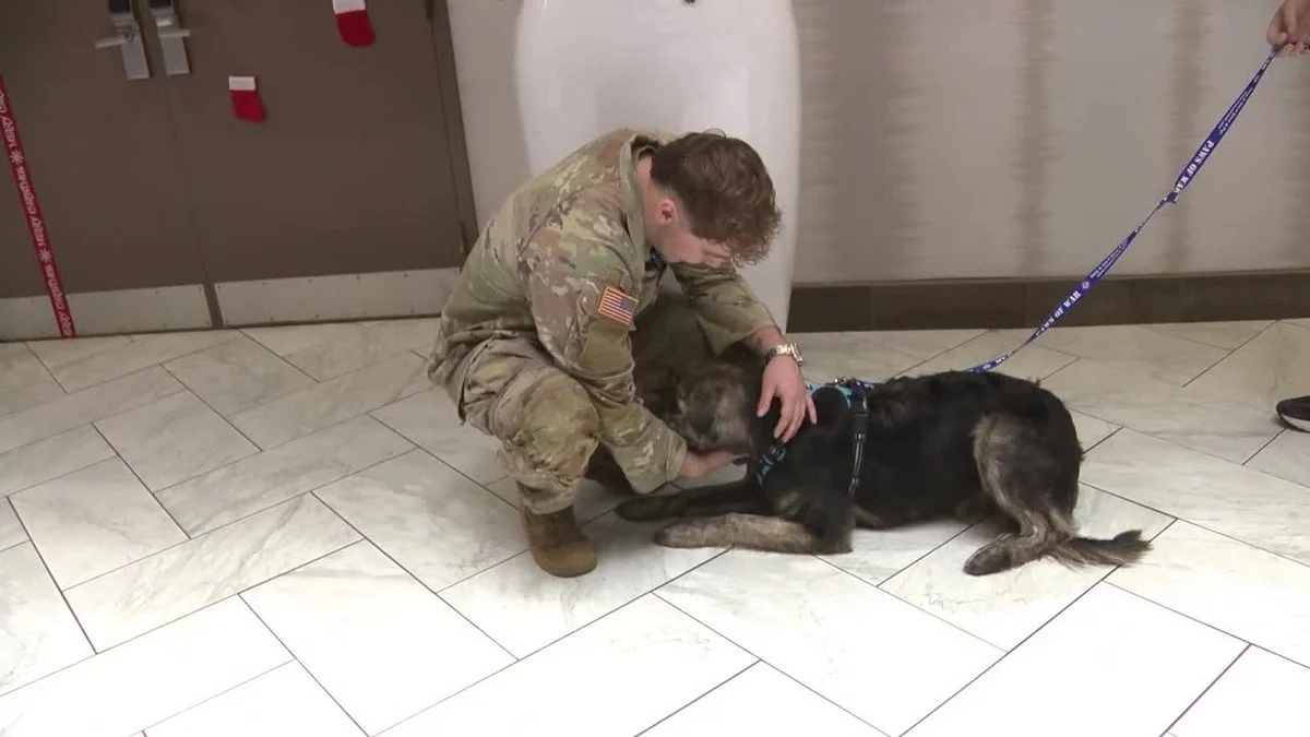 Illustration : "Les émouvantes retrouvailles d’un soldat et d’un chien qui se sont rencontrés à l’autre bout du monde et sont devenus inséparables"