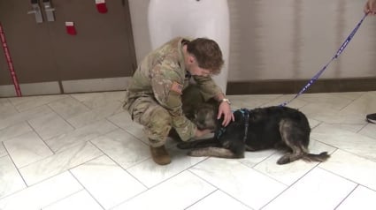 Illustration : Les émouvantes retrouvailles d’un soldat et d’un chien qui se sont rencontrés à l’autre bout du monde et sont devenus inséparables