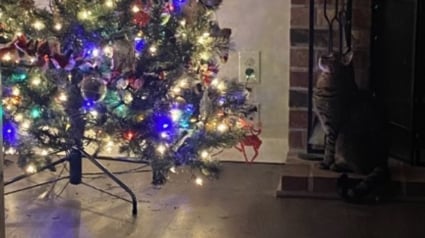 Illustration : Un chat donnant l'impression de contempler le sapin de Noël a en fait repéré un objet lié à un être cher (vidéo)