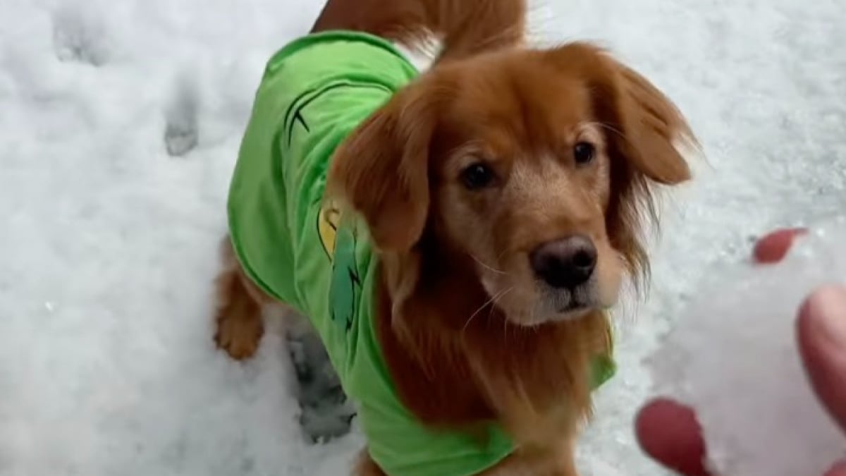 Illustration : "Un homme transforme un jardin verdoyant en paysage enneigé pour permettre à ses chiens de goûter aux joies des sports d’hiver (vidéo)"