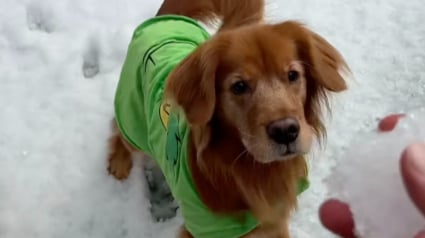 Illustration : Un homme transforme un jardin verdoyant en paysage enneigé pour permettre à ses chiens de goûter aux joies des sports d’hiver (vidéo)