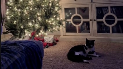 Illustration : Une famille se détend dans son salon avant de réaliser que le chat allongé près du sapin n’est pas le sien (vidéo)