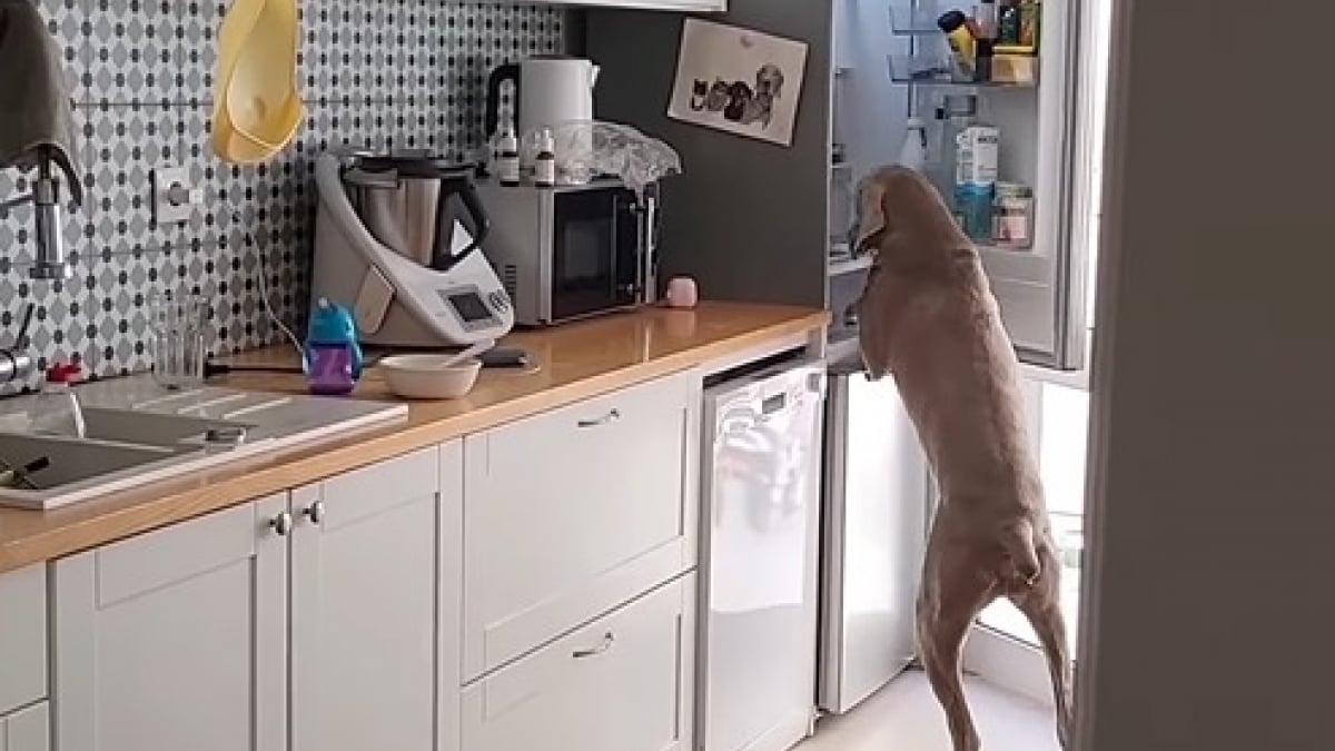 Illustration : "Après avoir observé ses maîtres ouvrir leur frigo à maintes reprises, ce chien intelligent comprend comment accéder à ses friandises (vidéo) "