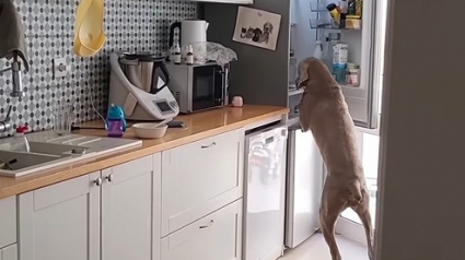 Illustration : Après avoir observé ses maîtres ouvrir leur frigo à maintes reprises, ce chien intelligent comprend comment accéder à ses friandises (vidéo) 