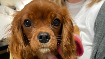 Illustration : Abandonnée avec une patte fracturée, cette petite chienne a bénéficié de l’aide précieuse de nombreux anges gardiens