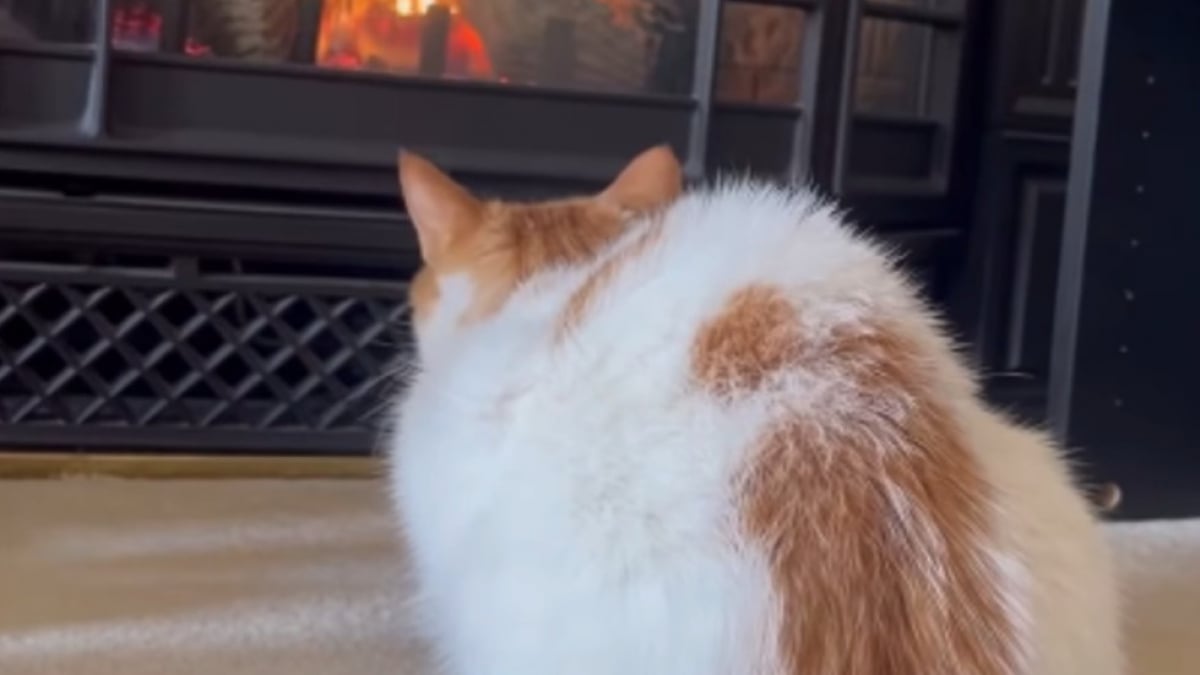 Illustration : "La propriétaire d'un chat terrifié par la cheminée l'aide à surmonter sa peur pour se détendre au coin du feu (vidéo)"