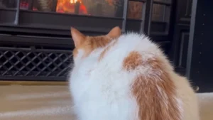 Illustration : "La propriétaire d'un chat terrifié par la cheminée l'aide à surmonter sa peur pour se détendre au coin du feu (vidéo)"