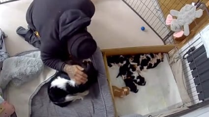 Illustration : Un plombier va au-delà de son travail en mettant le chiot de son client en sécurité (vidéo) 