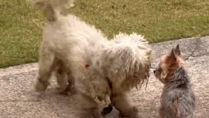 Illustration : "Un chien abandonné à la fourrure sale et emmêlée trouve une aide providentielle en suivant une jeune femme et son Yorkshire dans la rue (vidéo)"