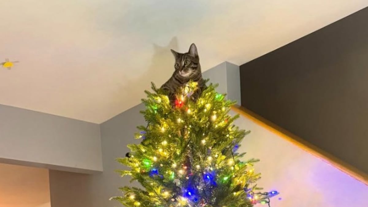 Illustration : "En entrant dans son salon, une femme découvre que son chat s’est transformé en la plus adorable des décorations de sapin de Noël (vidéo)"