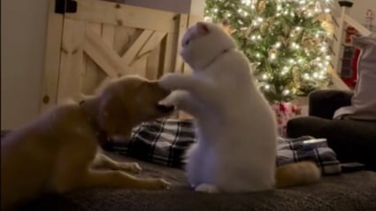 Illustration : Malgré ses nombreux coups de patte, ce chat "boxeur" adore le nouveau chiot de la famille 