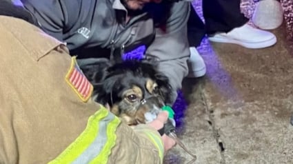 Illustration : Une chienne réveille sa famille à temps pour la sauver d'un incendie puis se cache sous un lit en attendant d'être secourue à son tour