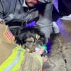 Illustration : Une chienne réveille sa famille à temps pour la sauver d'un incendie puis se cache sous un lit en attendant d'être secourue à son tour