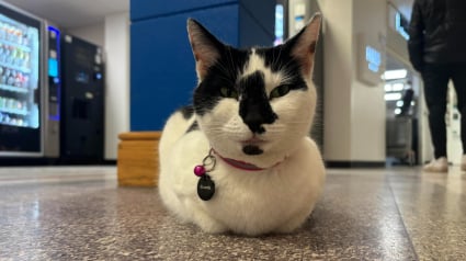 Illustration : En passant ses journées dans un hôpital voisin, ce chat redonne le sourire à de nombreux patients